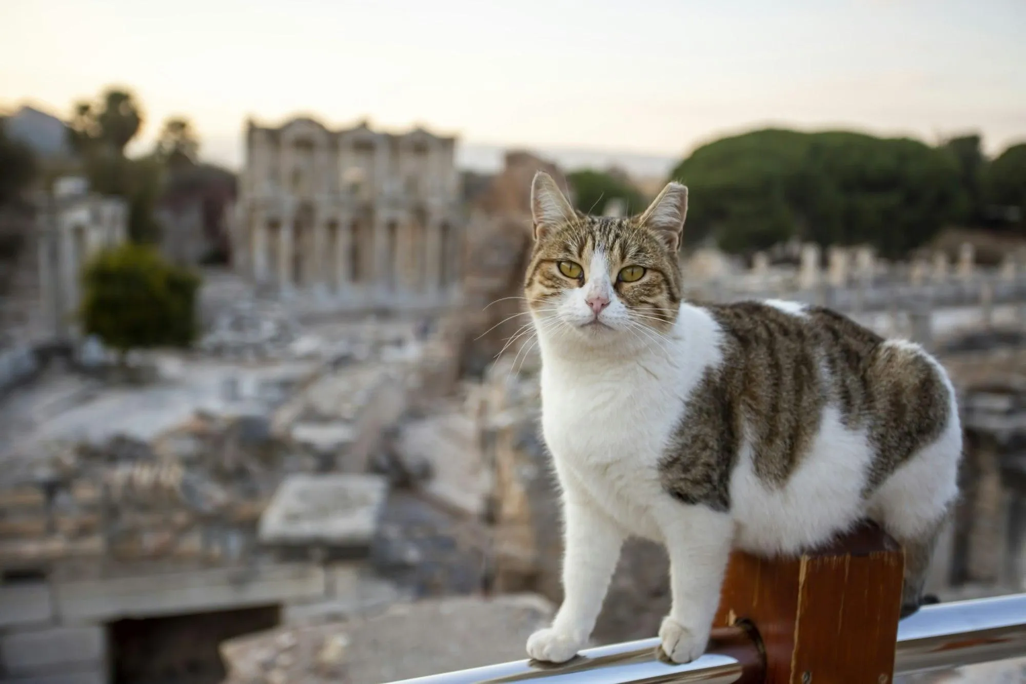 Mary&rsquo;s Legacy in Ephesus: Exploring the Council of 431 AD