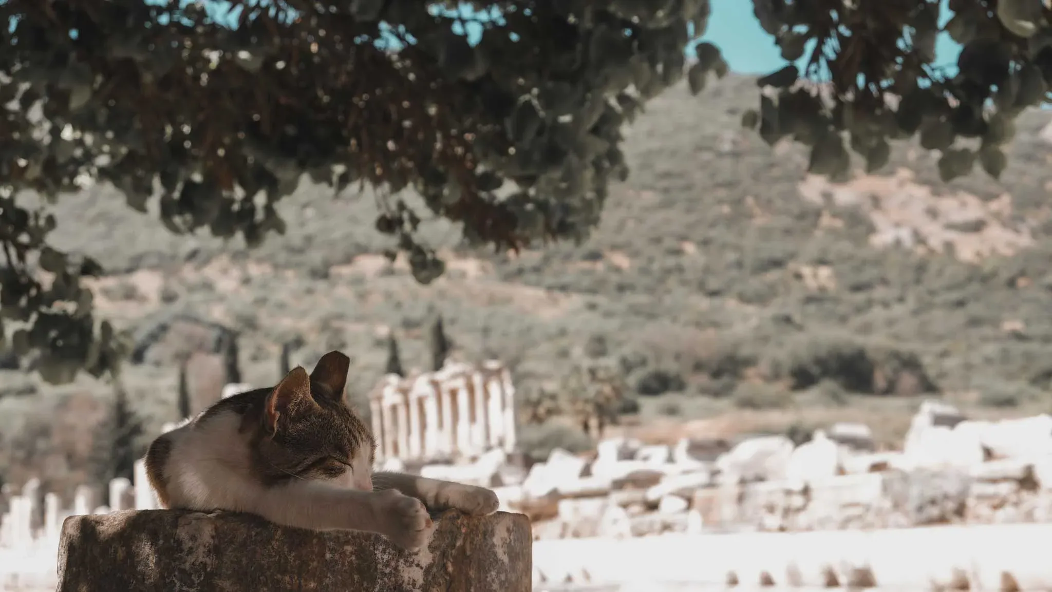 The Decline of Ephesus: Environmental Factors and Historical Events